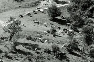 Gorani (1988-1995) Kosovo03