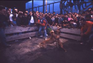 Branko Pelinovic-Krvavi sport(1993-1995)-Borba pit bulova12