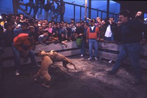 Branko Pelinovic-Krvavi sport(1993-1995)-Borba pit bulova13