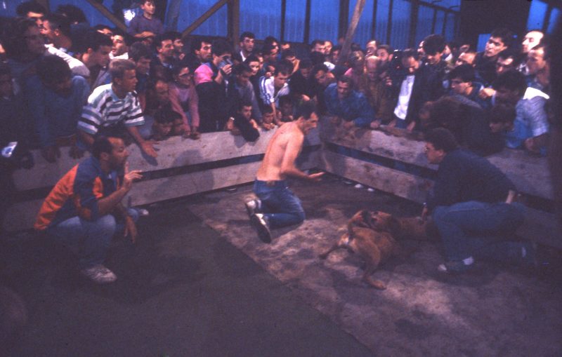 Branko Pelinovic-Krvavi sport(1993-1995)-Borba pit bulova14
