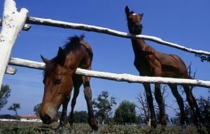 Branko Pelinovic-Fotozapisi(1979-1992)-Srbija3